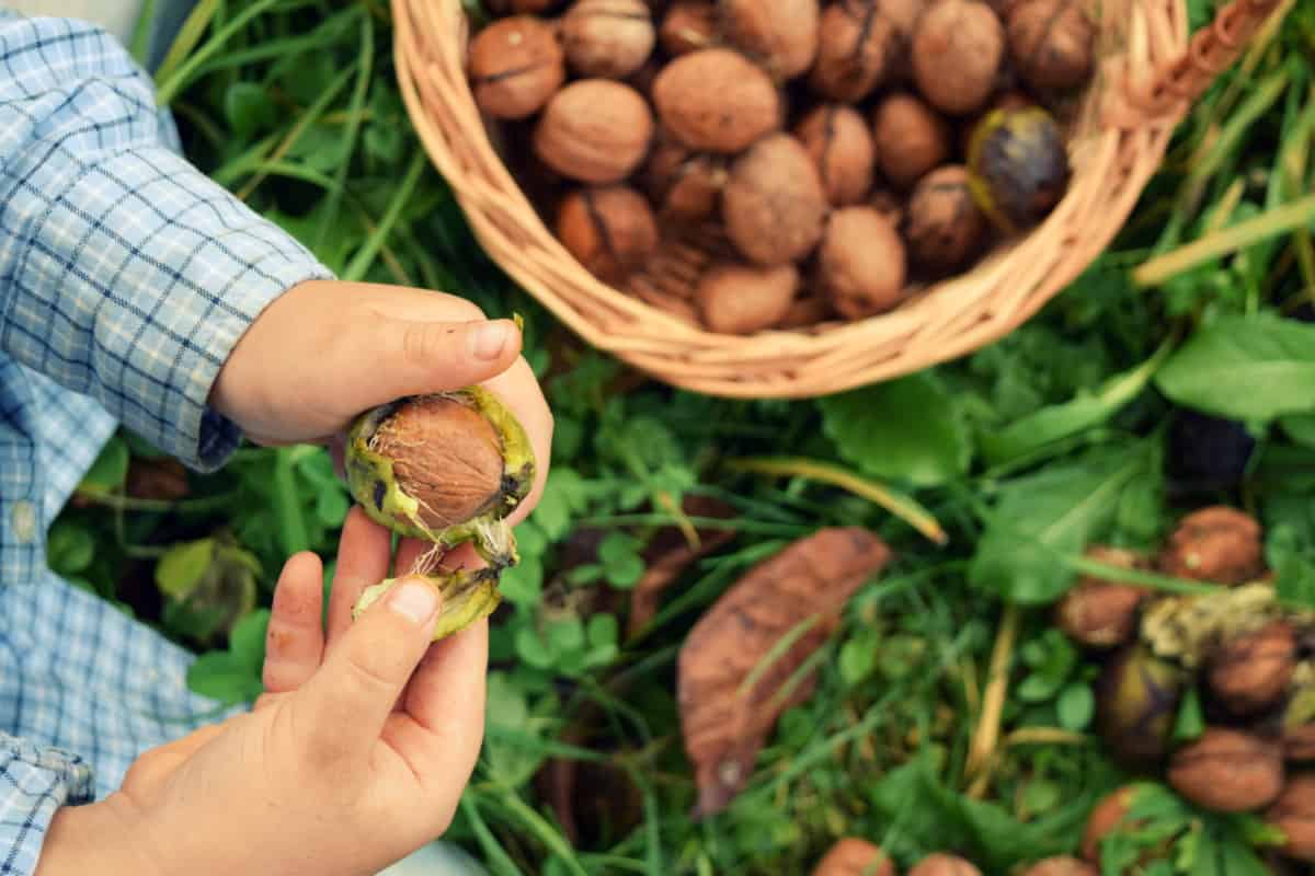 Shea Nut Harvesting